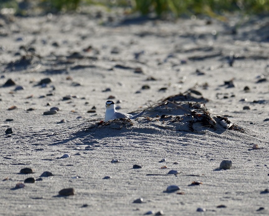 Least Tern - ML620295156