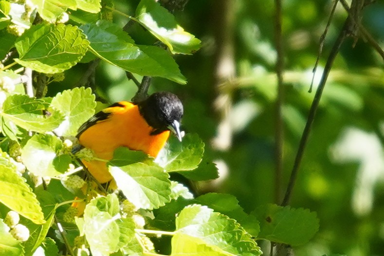 Orchard Oriole - ML620295157