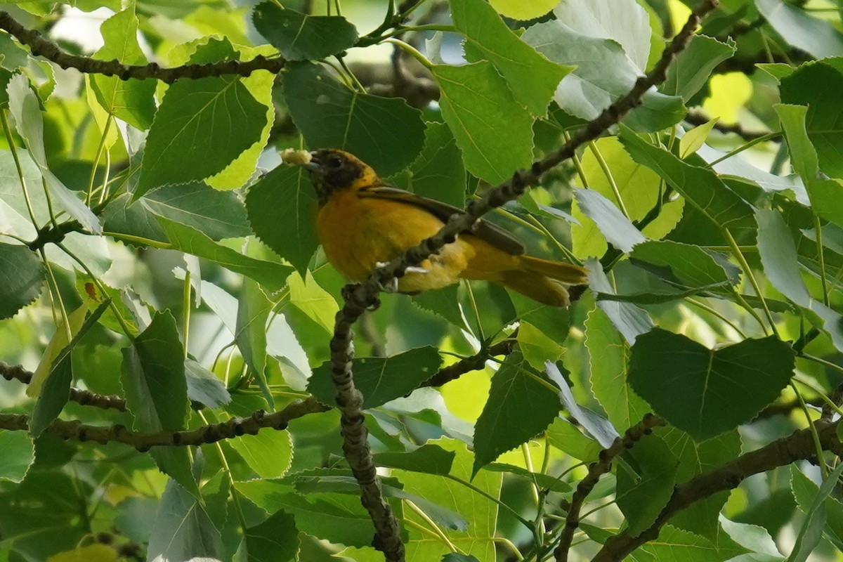Orchard Oriole - ML620295158