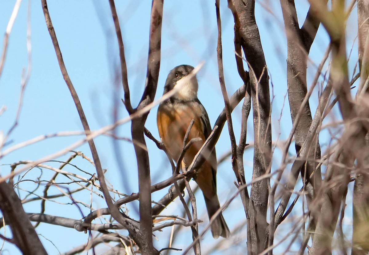 Rufous Whistler - ML620295161