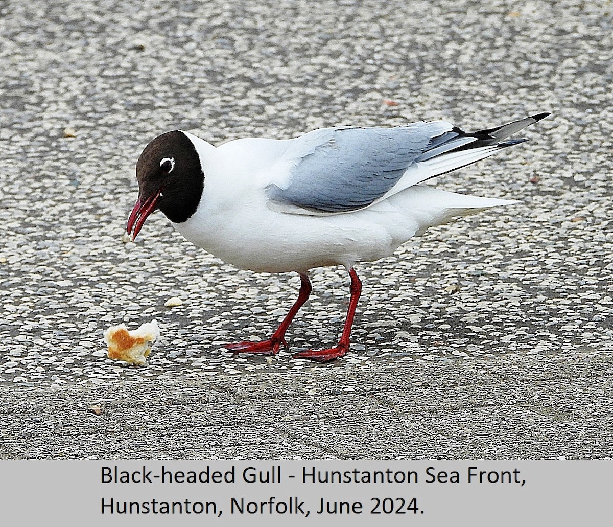 Black-headed Gull - ML620295162