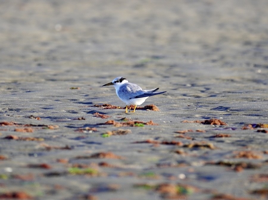 Least Tern - ML620295163