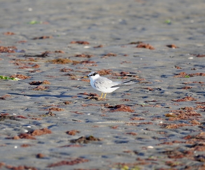 Least Tern - ML620295165