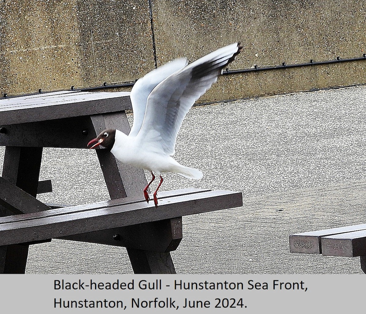 Black-headed Gull - ML620295166