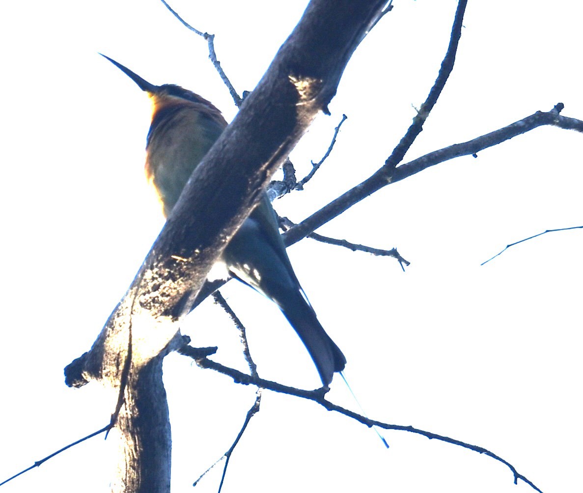 Rainbow Bee-eater - ML620295168