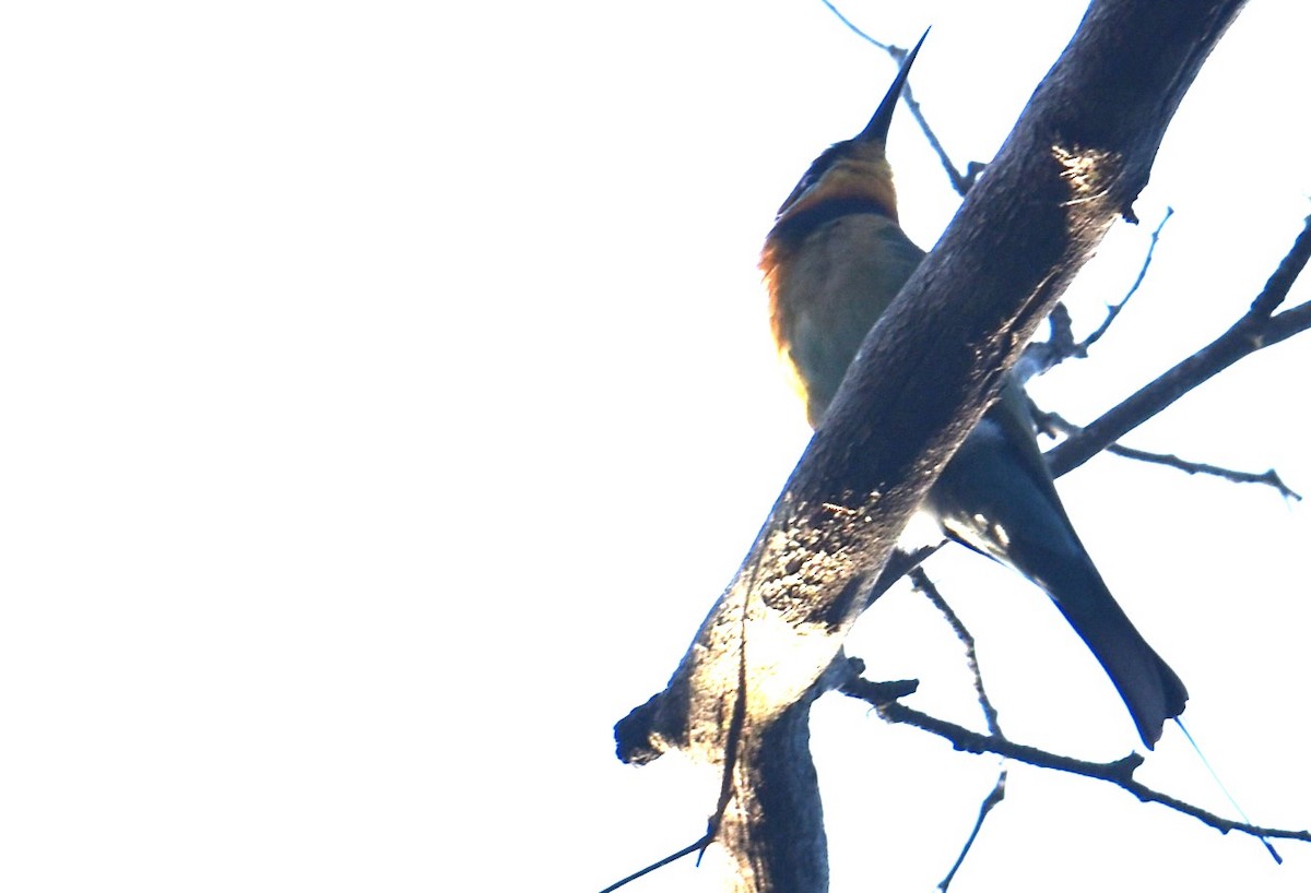 Rainbow Bee-eater - ML620295169