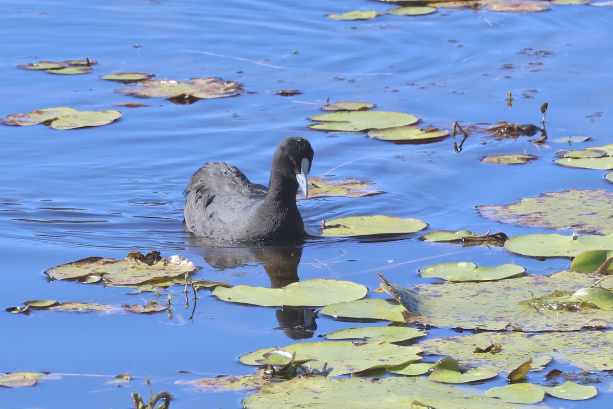 Eurasian Coot - ML620295170