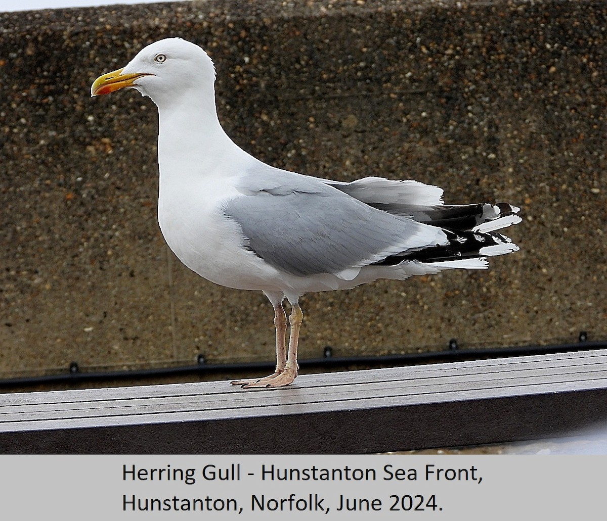 Herring Gull - ML620295174