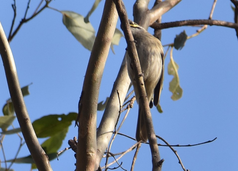 Yellow-faced Honeyeater - ML620295188