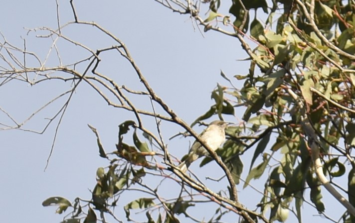 Brown Honeyeater - ML620295192