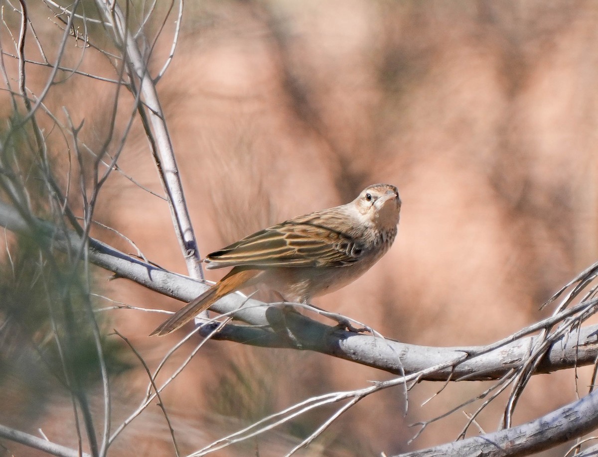 Rufous Songlark - ML620295193