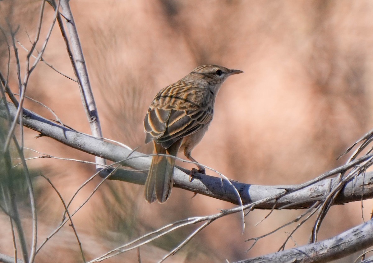 Rufous Songlark - ML620295194