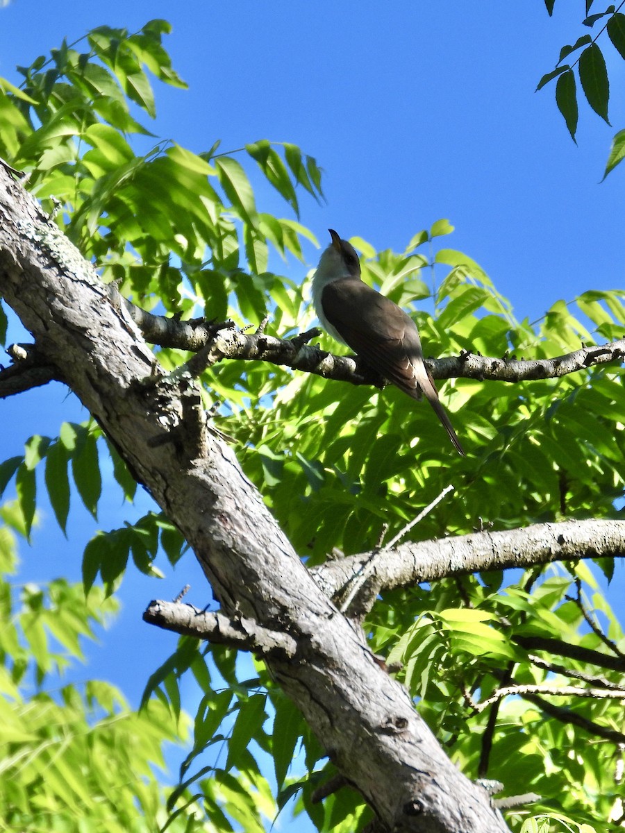 Yellow-billed Cuckoo - ML620295196