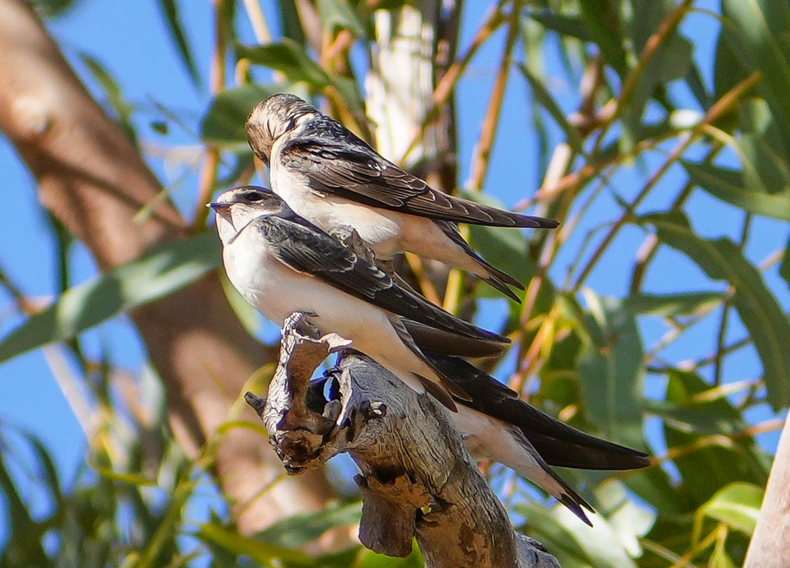 Tree Martin - ML620295199