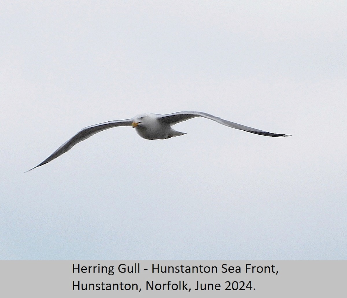 Herring Gull - ML620295201