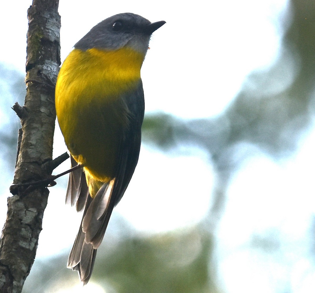 Eastern Yellow Robin - ML620295202