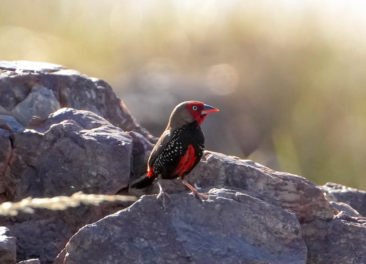 Painted Firetail - ML620295203