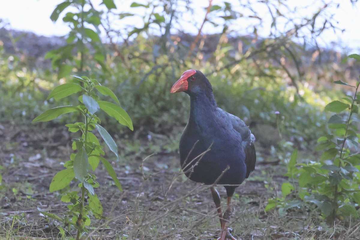 Australasian Swamphen - ML620295205