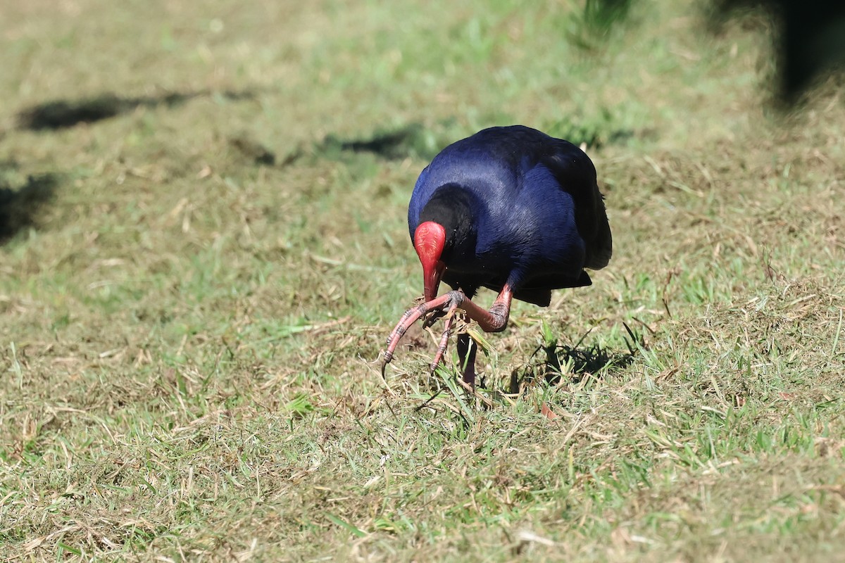 Australasian Swamphen - ML620295206