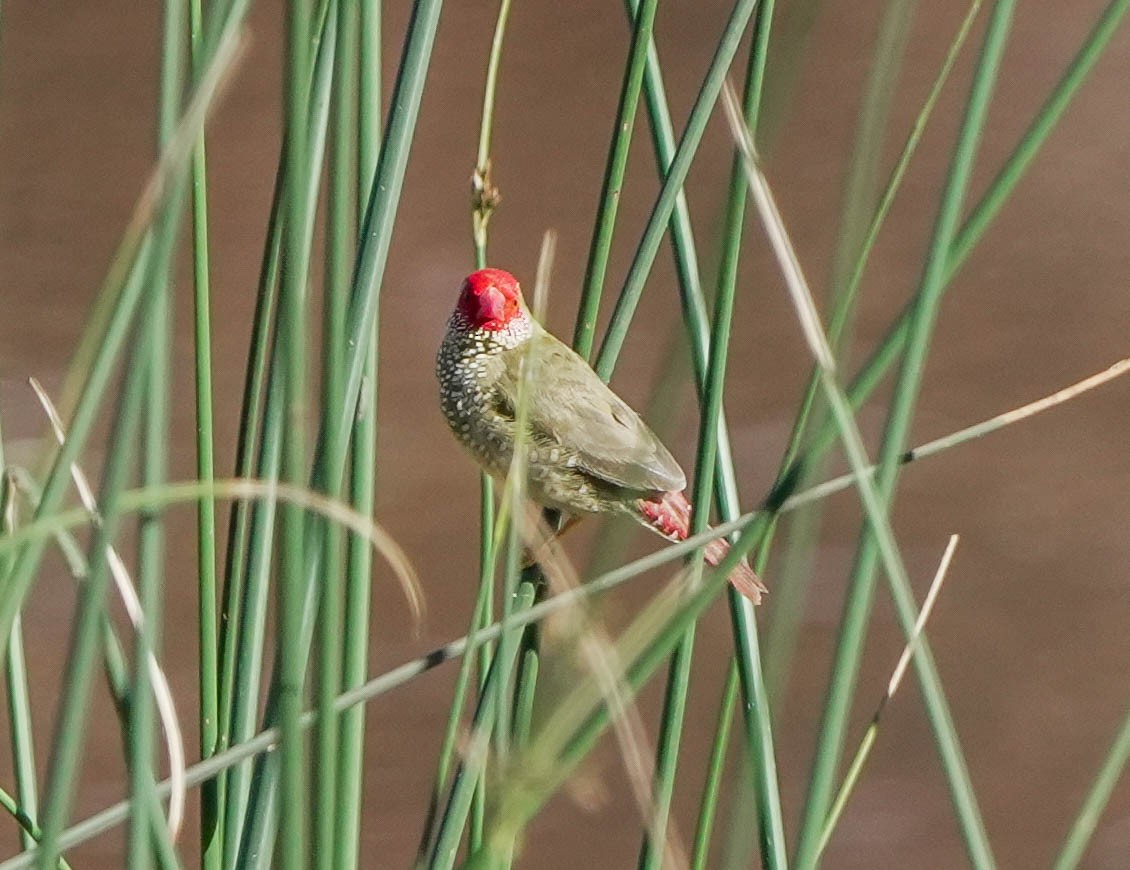 Star Finch - ML620295208