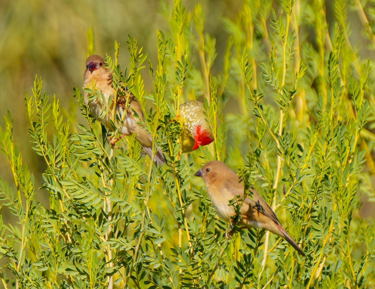 Star Finch - ML620295211