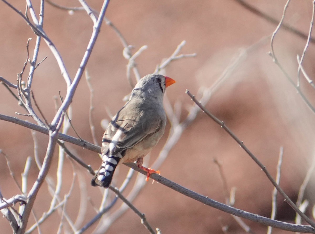 Zebra Finch - ML620295213