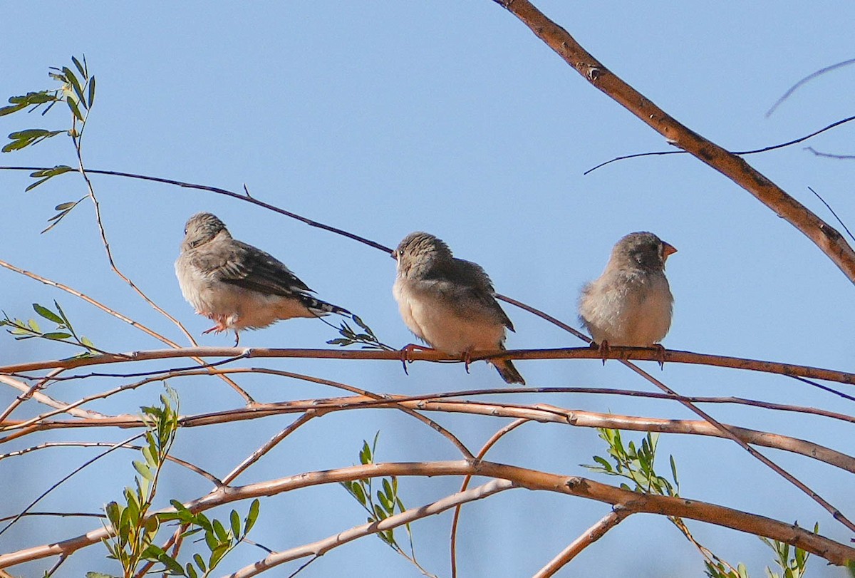 Zebra Finch - ML620295214