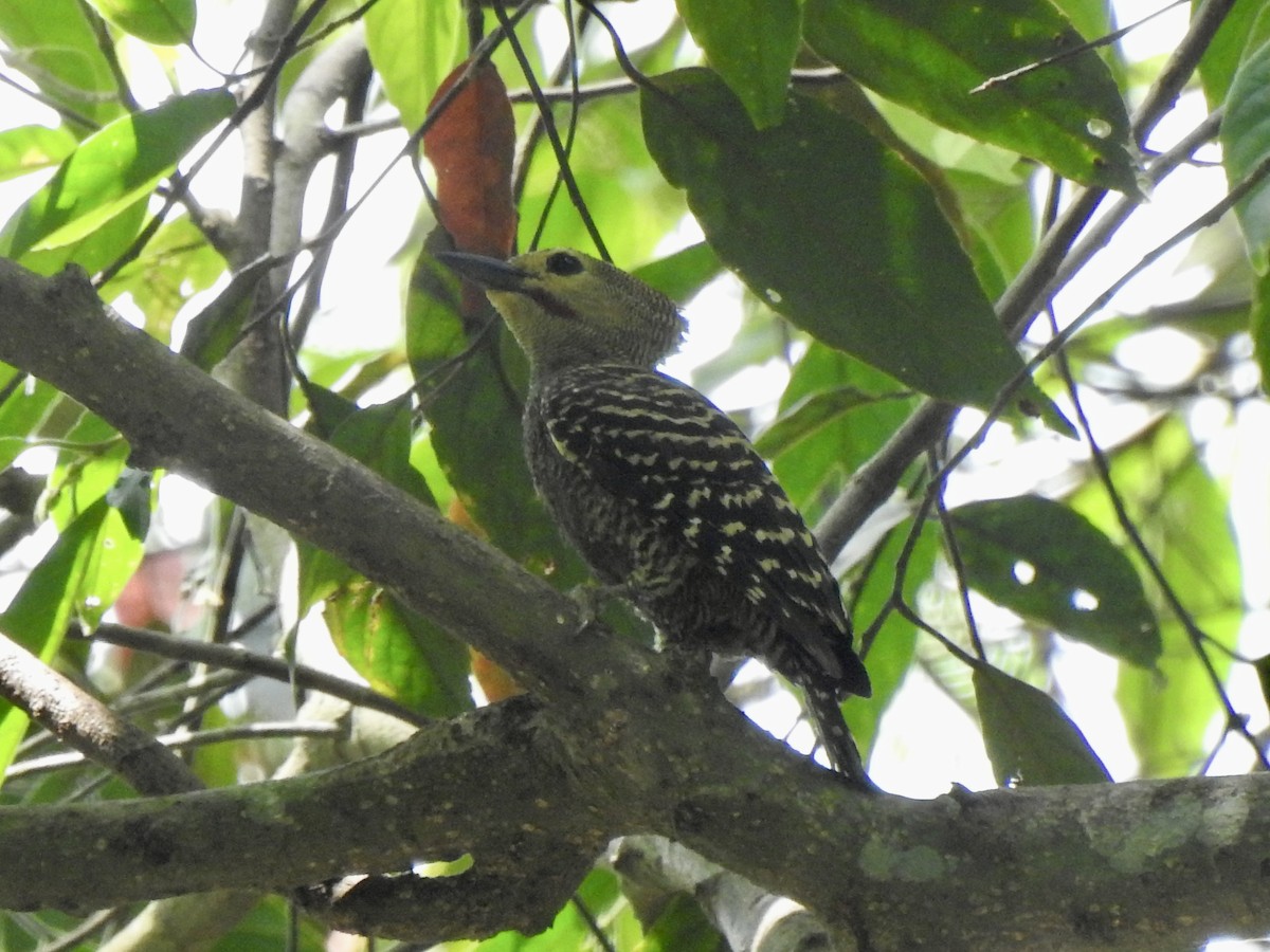 Buff-rumped Woodpecker - ML620295218