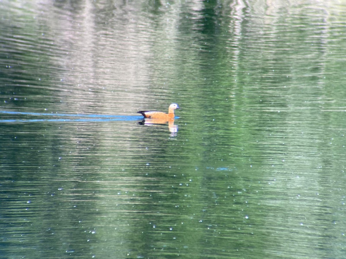 Ruddy Shelduck - ML620295221