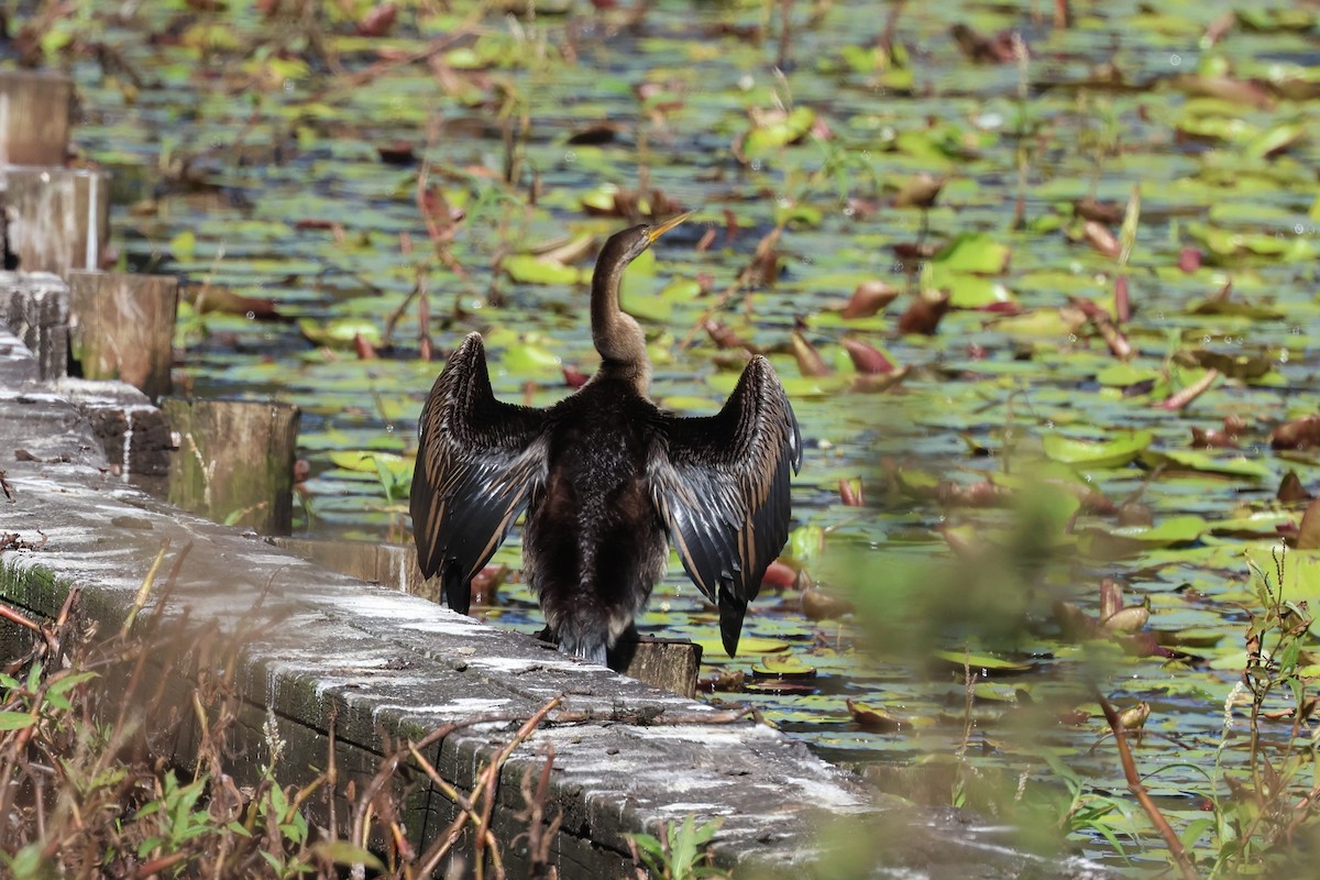 Australasian Darter - ML620295222