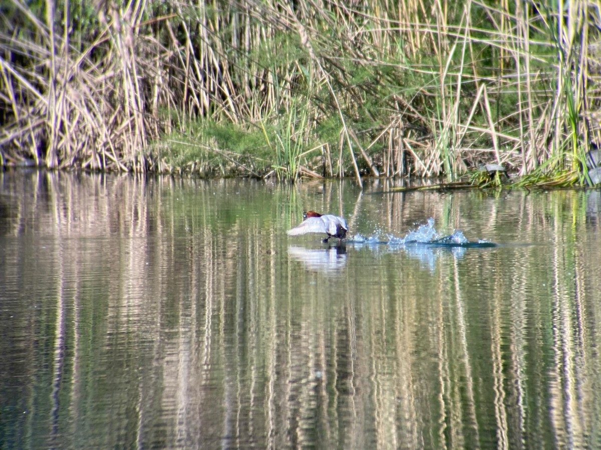 Common Pochard - ML620295226