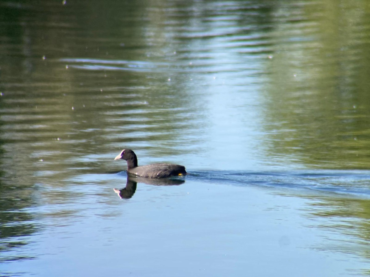 Eurasian Coot - ML620295228