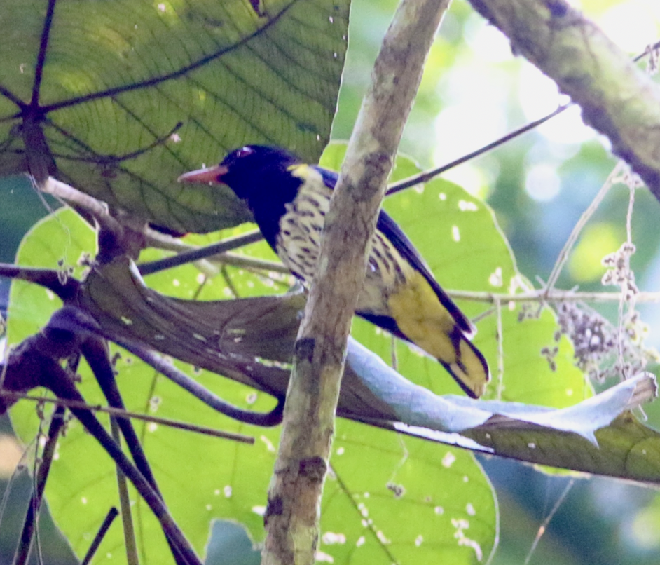 Dark-throated Oriole - ML620295229