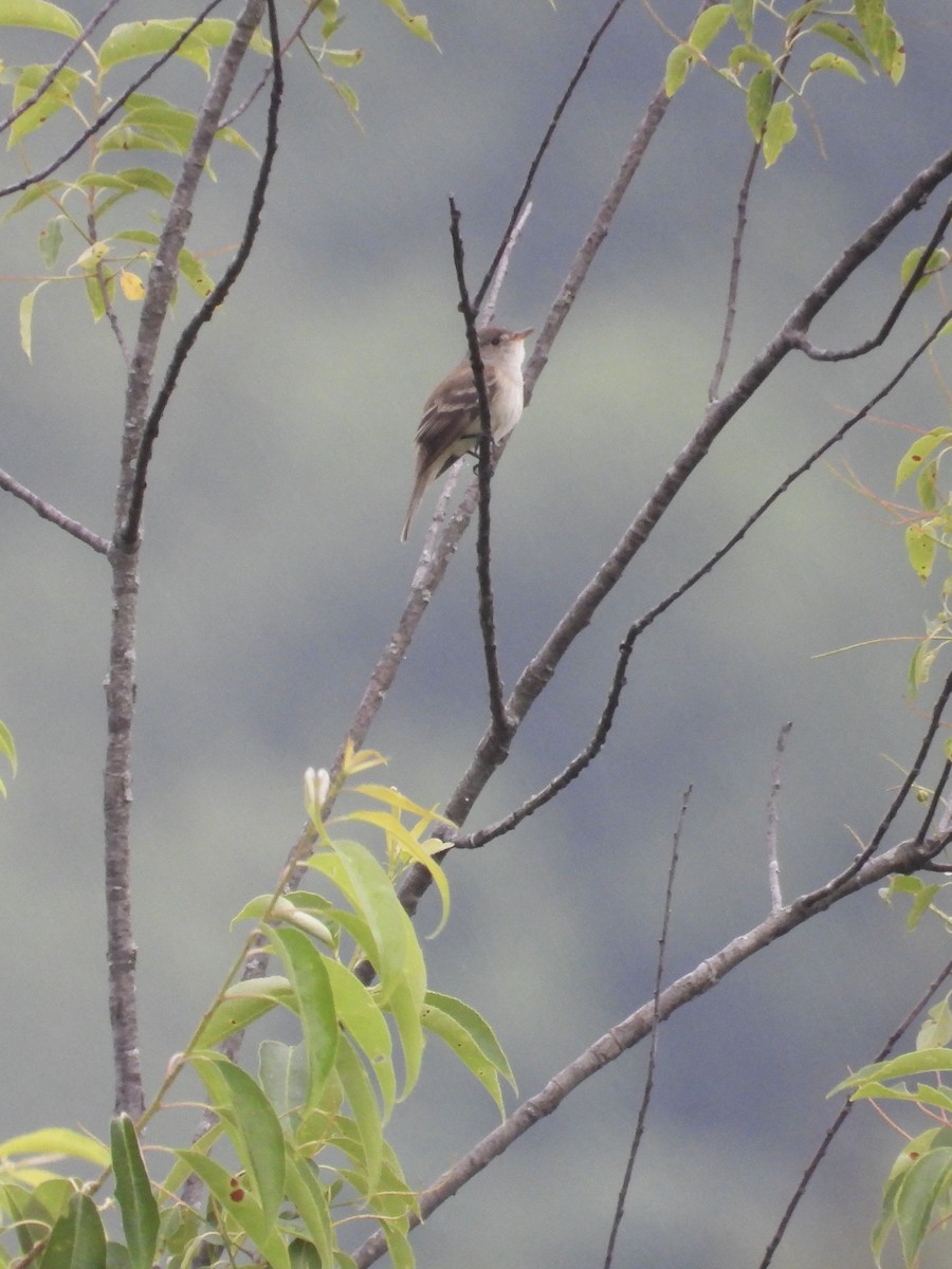 Willow Flycatcher - ML620295230