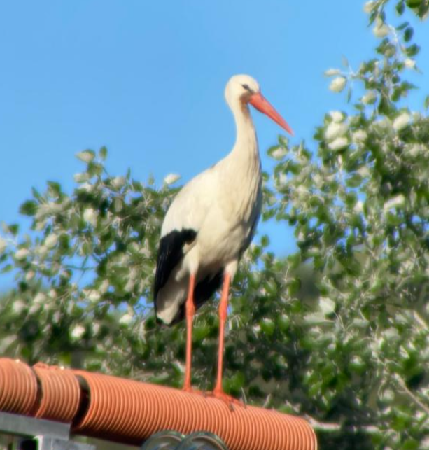 White Stork - ML620295231