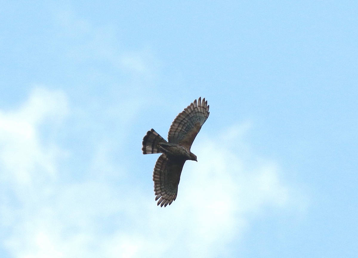 Águila de Wallace - ML620295235