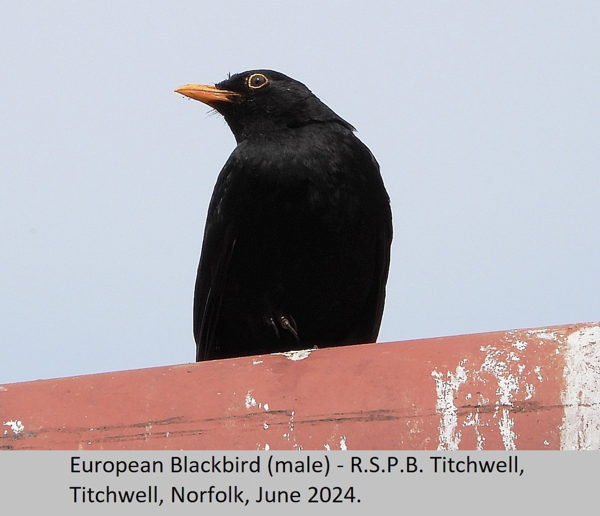 Eurasian Blackbird - ML620295236