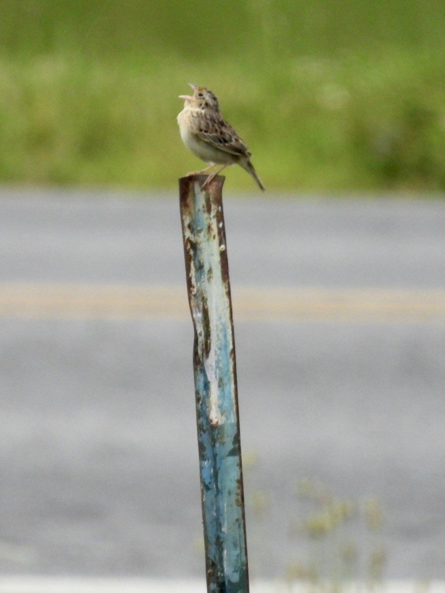Grasshopper Sparrow - ML620295237