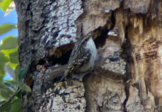 Short-toed Treecreeper - ML620295238