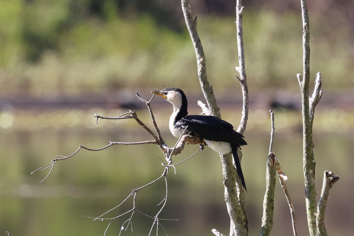 Little Pied Cormorant - ML620295240