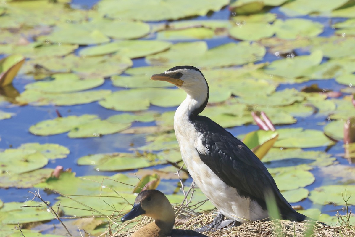 Little Pied Cormorant - ML620295241