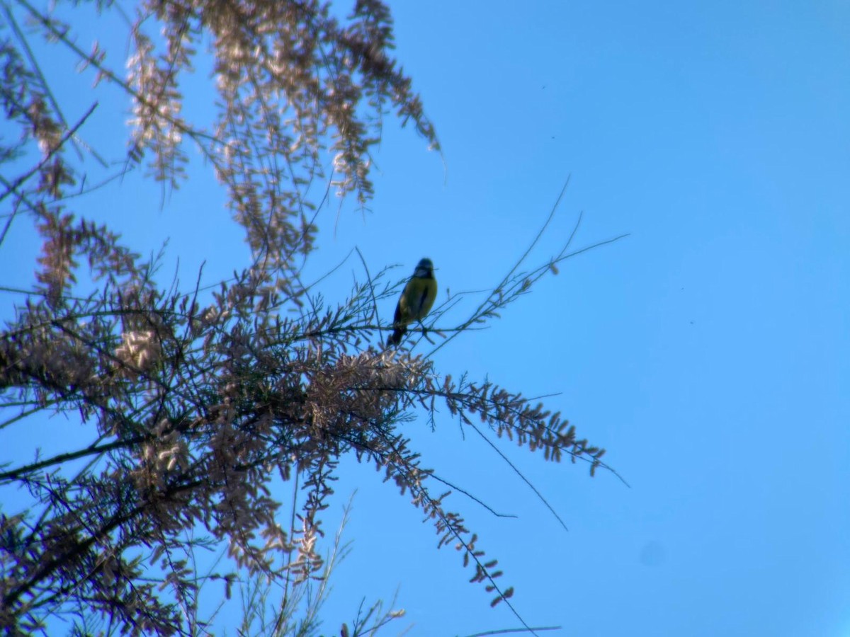 Eurasian Blue Tit - ML620295244