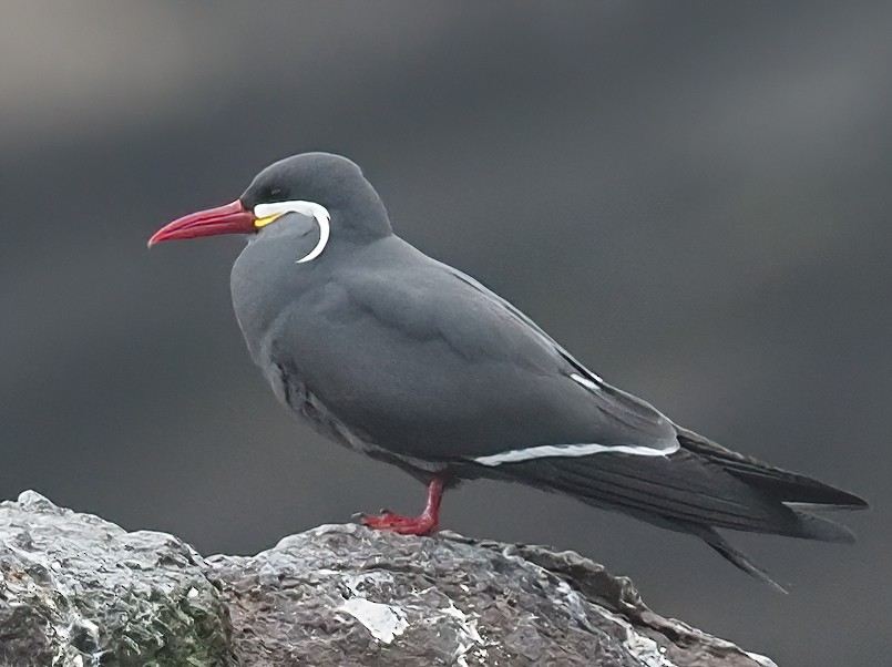 Inca Tern - ML620295245