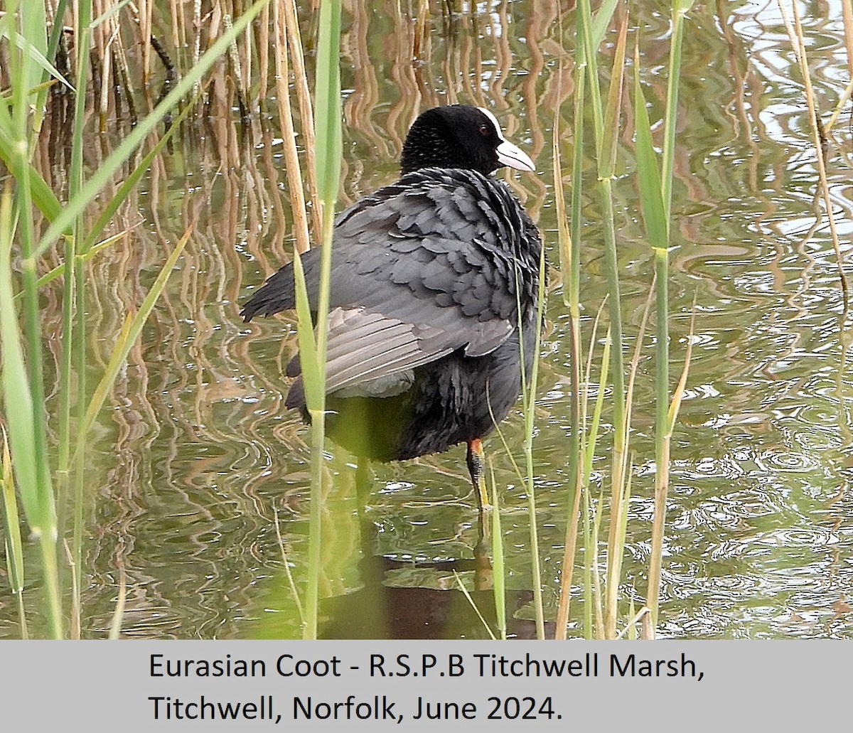 Eurasian Coot - ML620295246