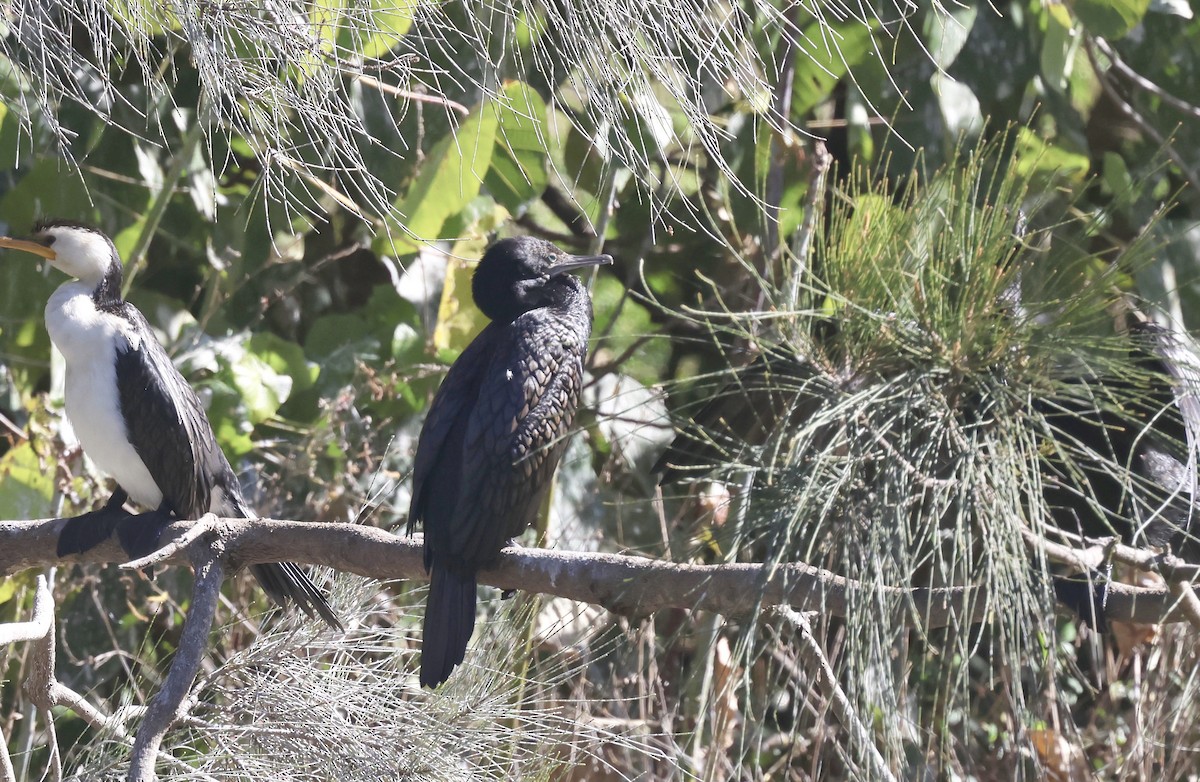 Little Black Cormorant - ML620295247