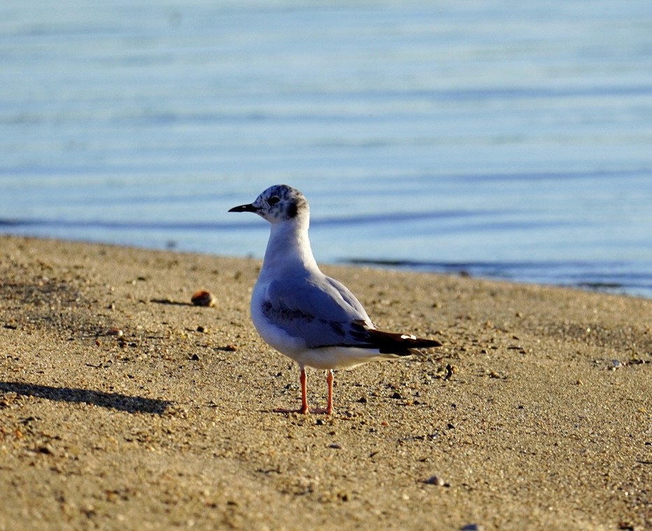 Bonaparte's Gull - ML620295250