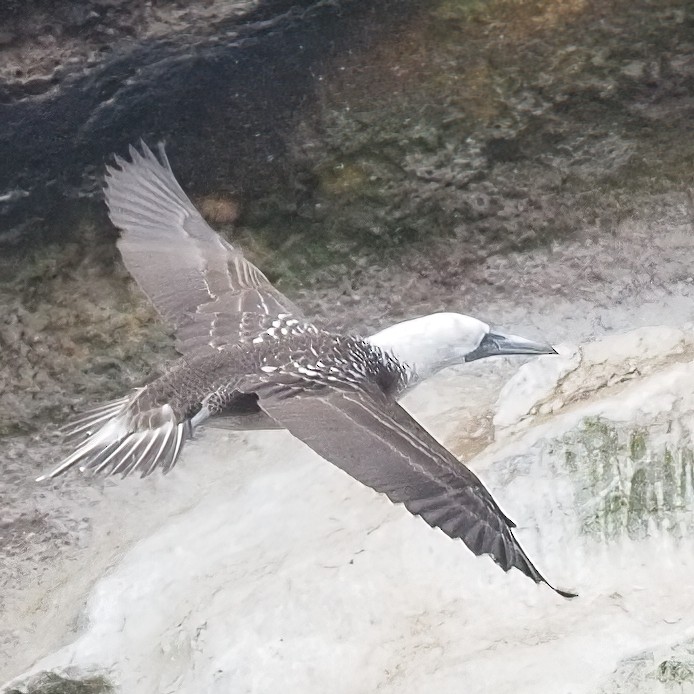 Peruvian Booby - ML620295251