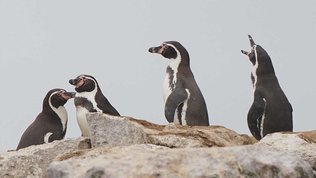 Humboldt Penguin - ML620295252