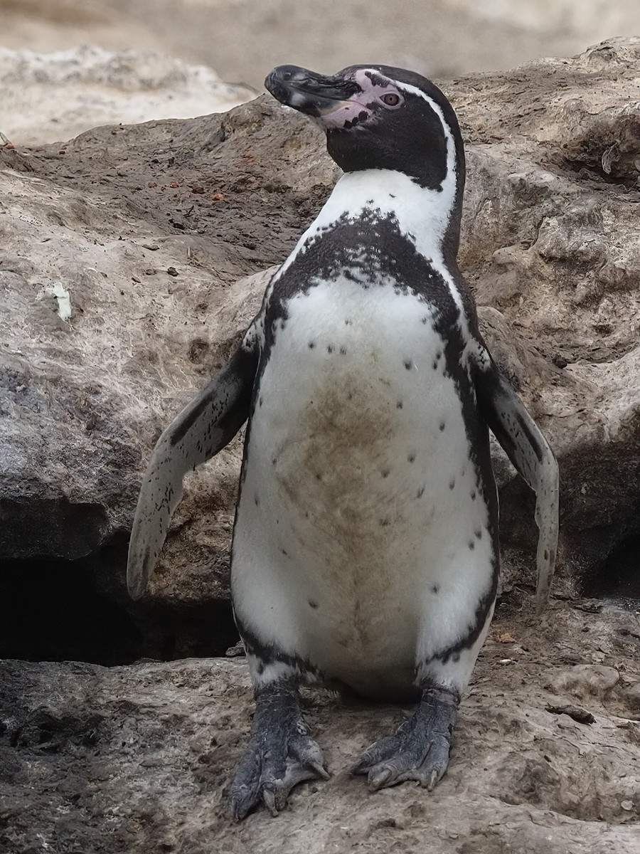 Pingüino de Humboldt - ML620295253