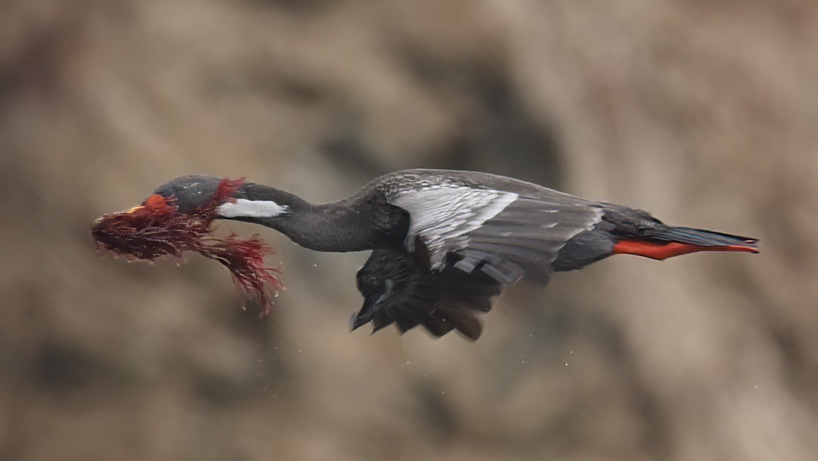 Red-legged Cormorant - ML620295254